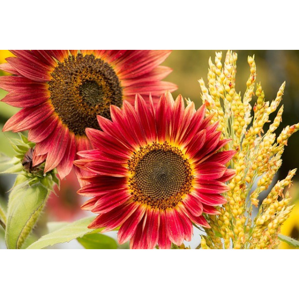 Soleil beauté d'automne 