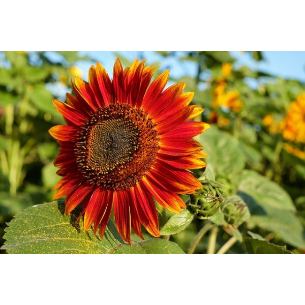 Soleil beauté d'automne 