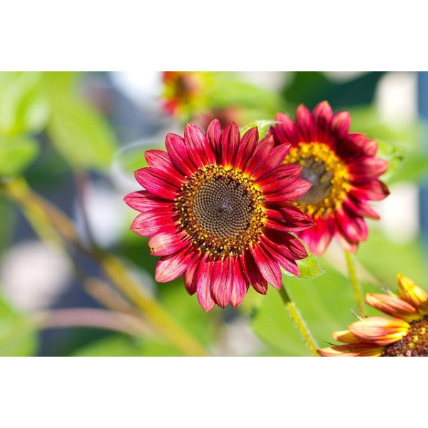 Soleil beauté d'automne 