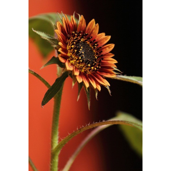 Soleil beauté d'automne 