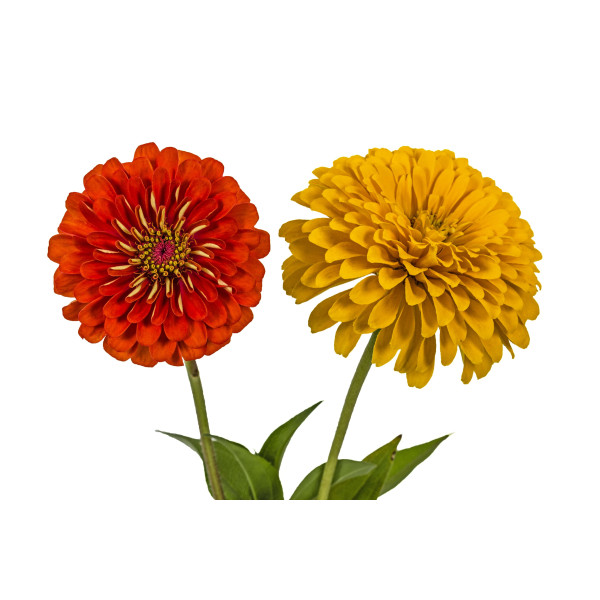 Zinnia nain fleur de pompon varié 
