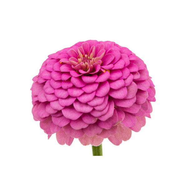 Zinnia nain fleur de pompon varié 