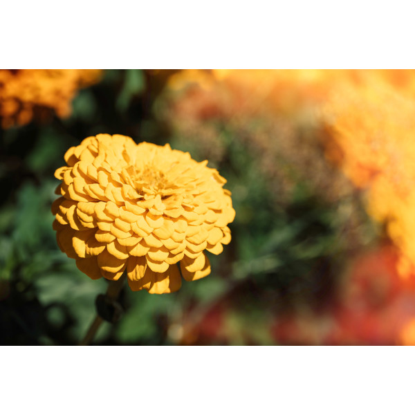 Zinnia nain fleur de pompon varié 