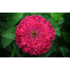 Zinnia nain fleur de pompon varié 