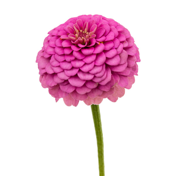 Zinnia nain fleur de pompon varié 