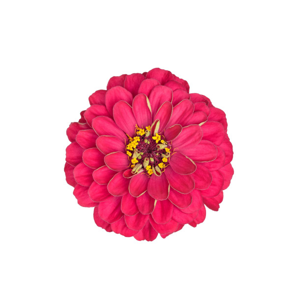 Zinnia nain fleur de pompon varié 