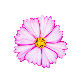 Cosmos sensation picotée 