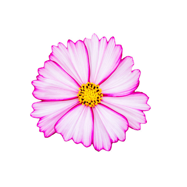 Cosmos sensation picotée 