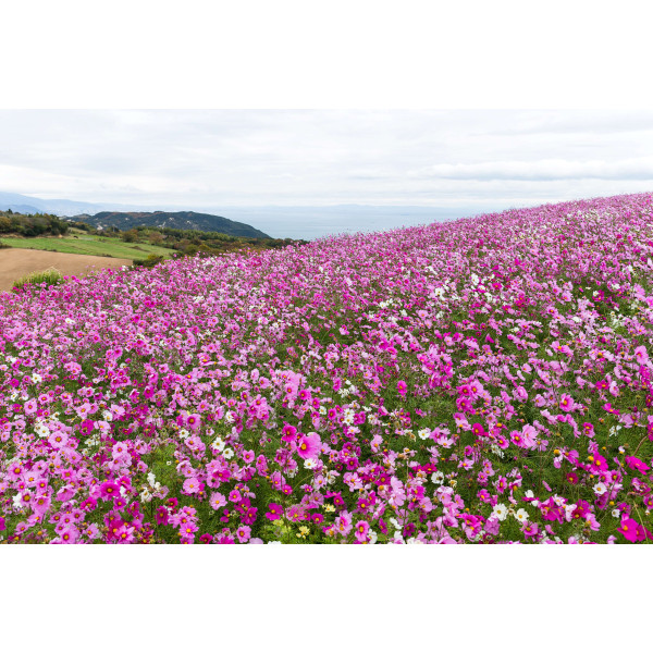 Cosmos sensation picotée 