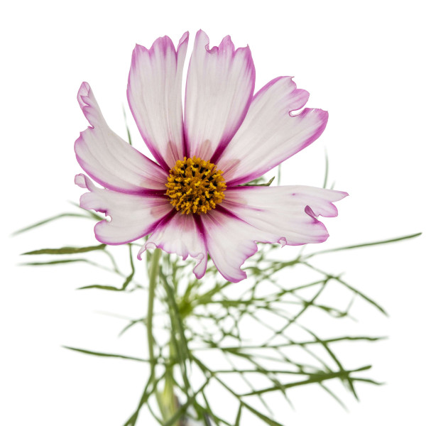 Cosmos sensation picotée 