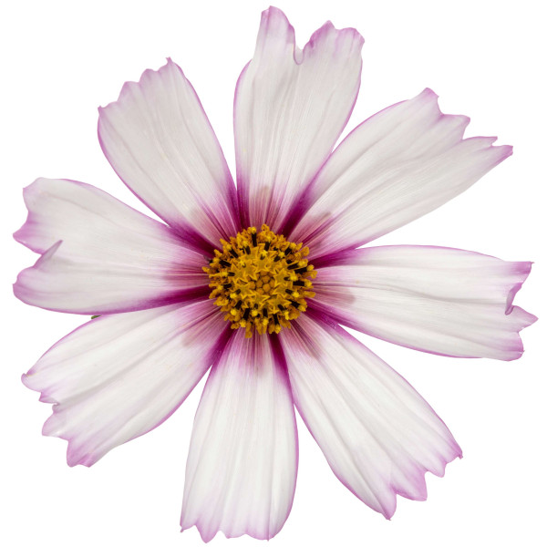 Cosmos sensation picotée 