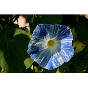 Ipomée volubilis arlequin striée 