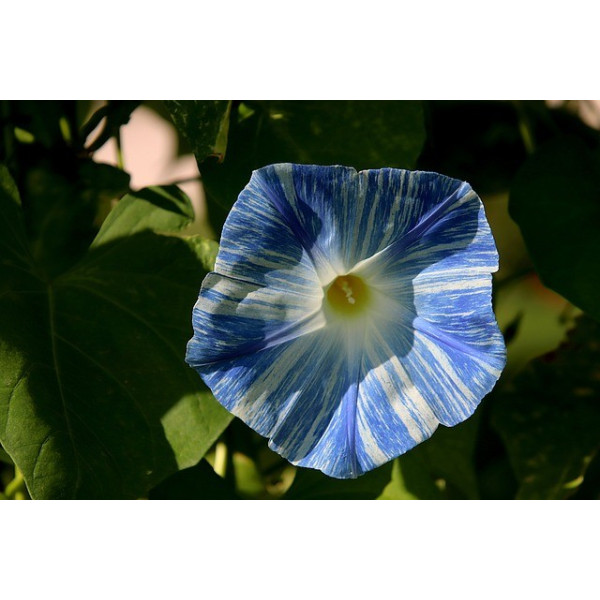 Ipomée volubilis arlequin striée 