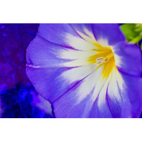 Ipomée volubilis arlequin striée  2