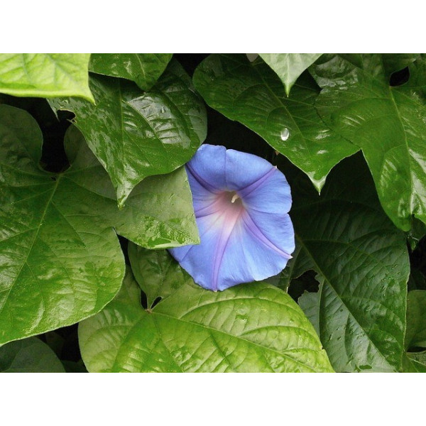 Ipomée volubilis arlequin striée 