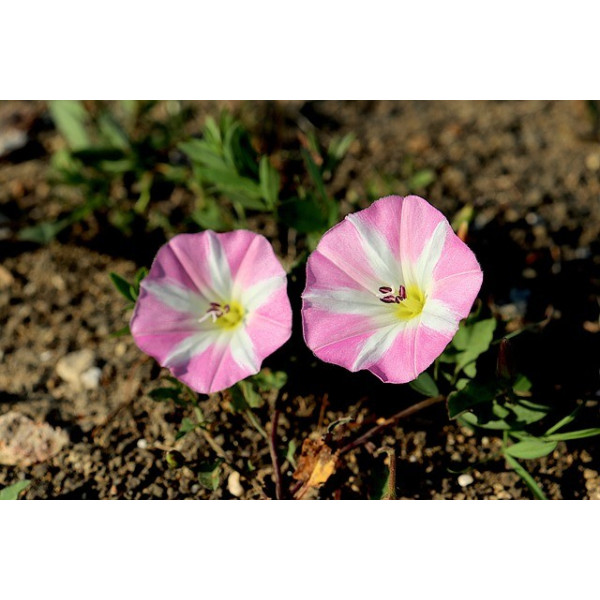 Ipomée volubilis arlequin striée 