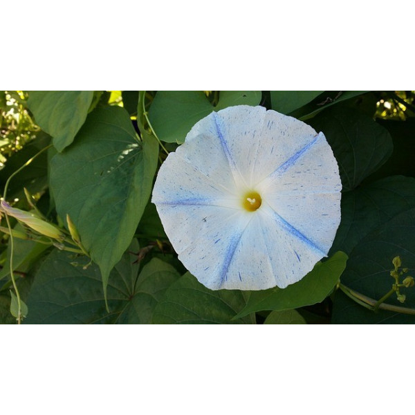 Ipomée volubilis arlequin striée 