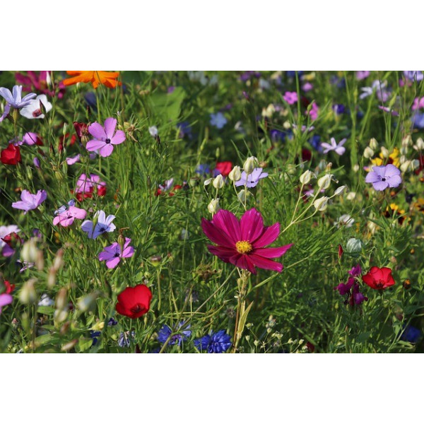 Mélange de fleurs répulsives doryphores 