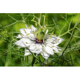 Nigelle de Damas blanche 