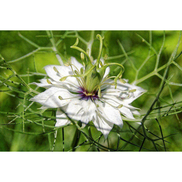 Nigelle de Damas blanche 