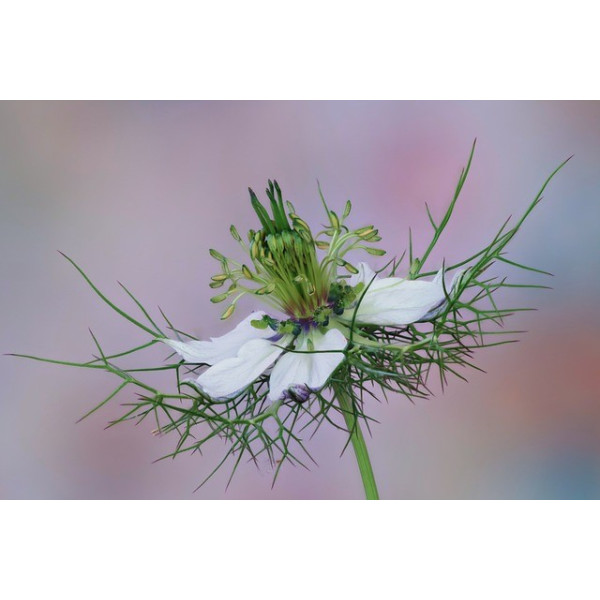 Nigelle de Damas blanche 