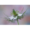 Nigelle de Damas blanche 