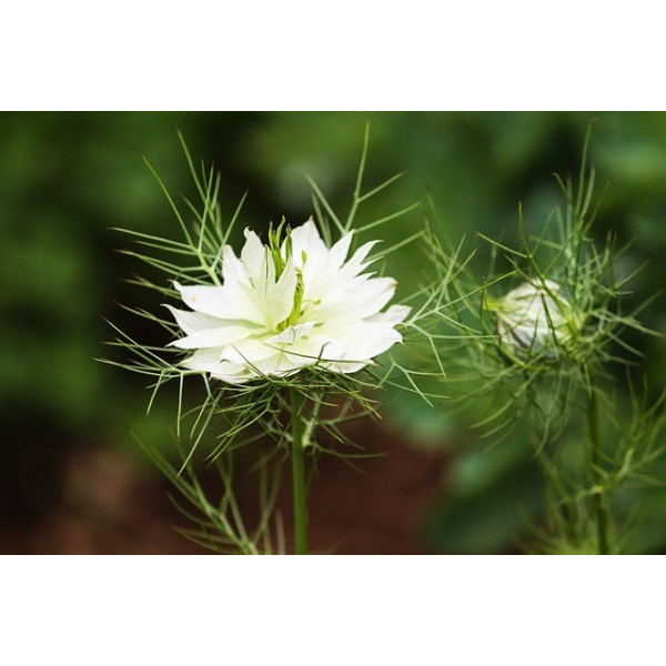 Nigelle de Damas blanche 