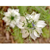 Nigelle de Damas blanche 