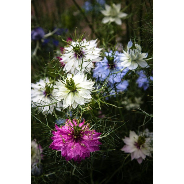 Nigelle de Damas blanche 
