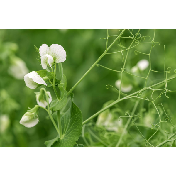 Pois de senteur spencer blanc 