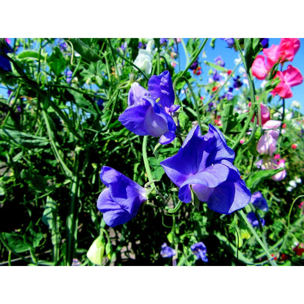 Pois de senteur spencer bleu 