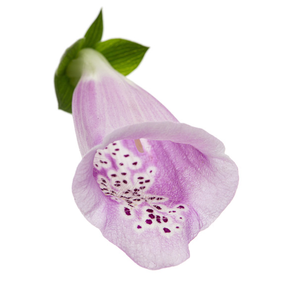 Digitale excelsior variée 