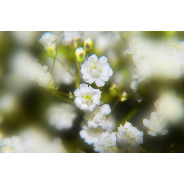 Gypsophile paniculata simple blanc    