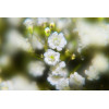 Gypsophile paniculata simple blanc    