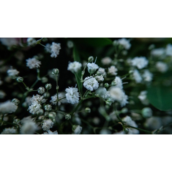 Gypsophile paniculata simple blanc    