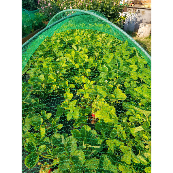 Filet protection oiseaux 2x5m 