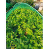 Filet protection oiseaux 2x5m 