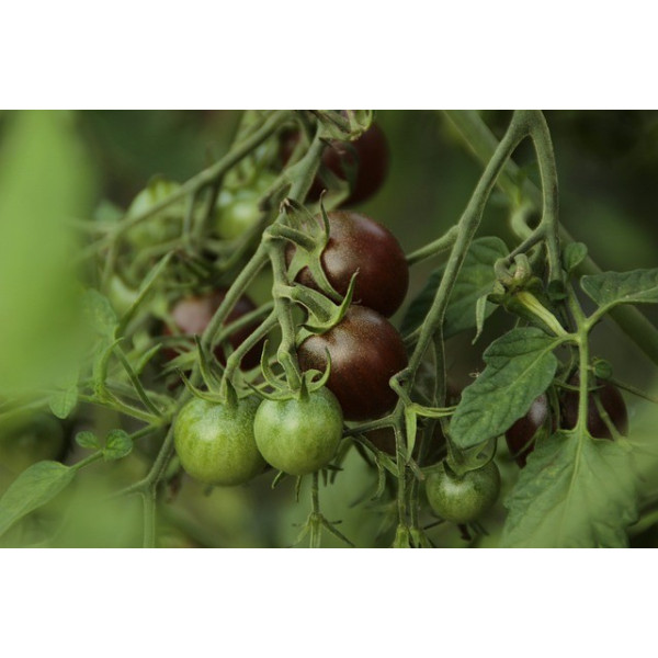 Tomate cerise black cherry 
