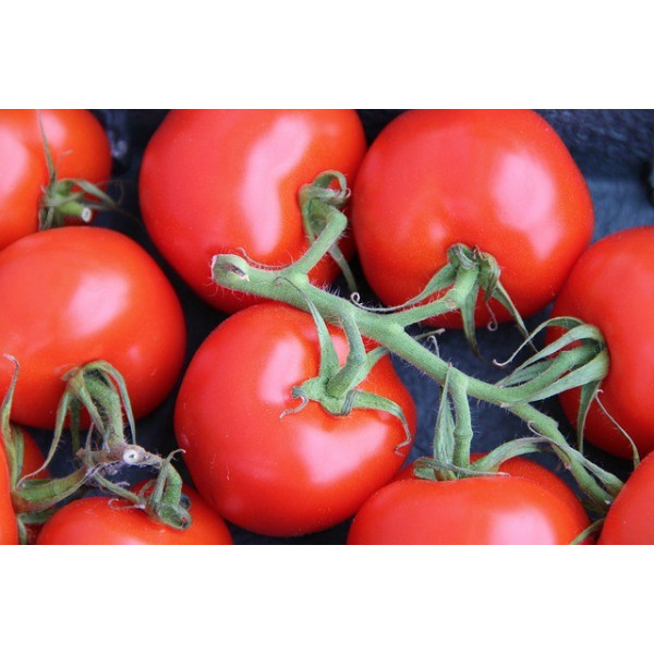 Tomate hybride Fandango 