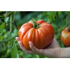 Tomate hybride Gigantomo F1 