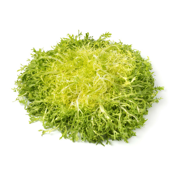 Graines de Chicorée frisée très fine maraîchère | Graines de Style