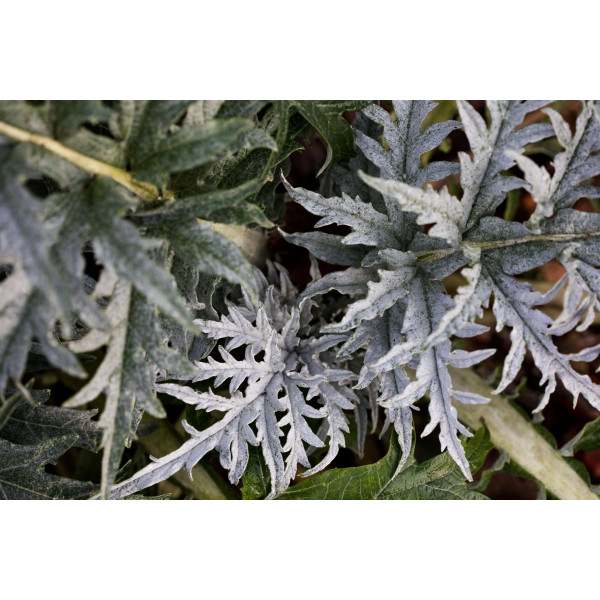 Graines de Cardon plein blanc inerme | Graines de Style