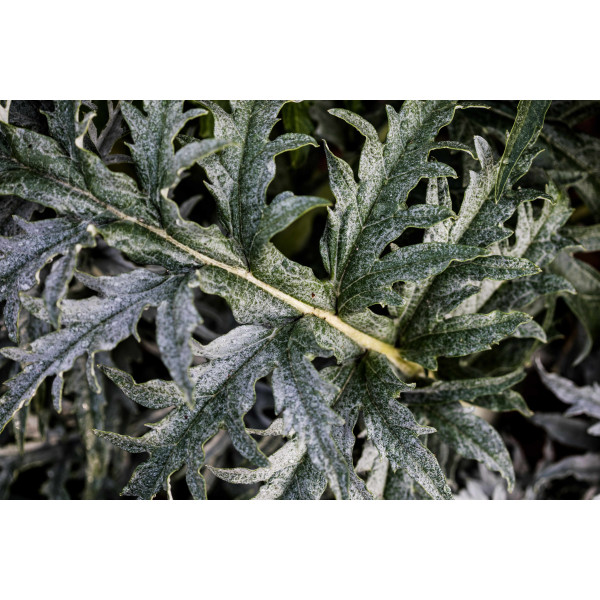 Graines de Cardon plein blanc inerme | Graines de Style