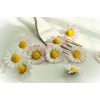 Kit Fleurs comestibles