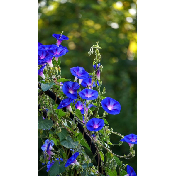 Fleurs grimpantes en mélange 