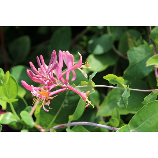 Fleurs grimpantes en mélange 