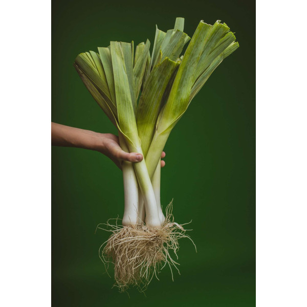 Poireau Electra 1/2 précoce 