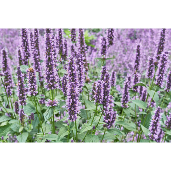 Agastache anisée 