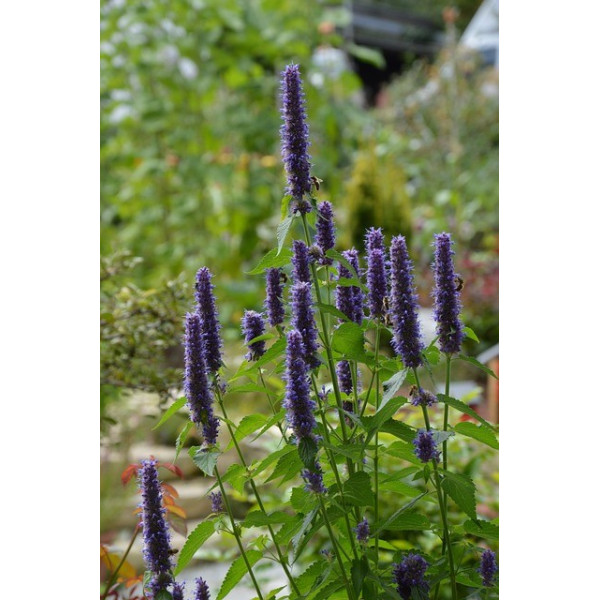 Agastache anisée 