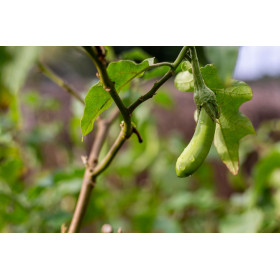 Aubergine verte longue de Barbentane 